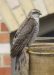 1-Epervier d&rsquo;Europe | Accipiter nisus | Eurasian Sparrowhawk